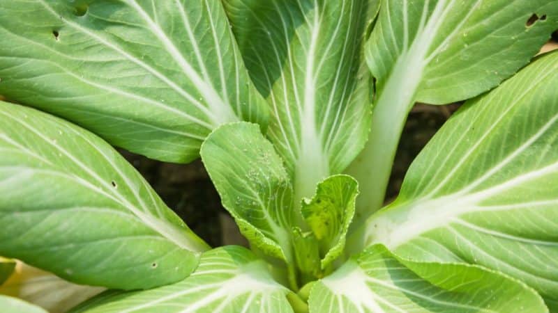 Futterkohl: Foto, Sortenbeschreibung, Sammeltechnik