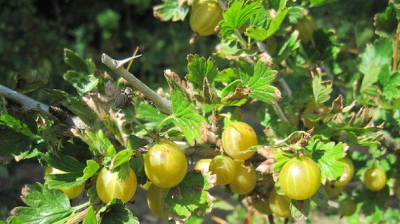 Early ripening gooseberry variety Dzintars Kursu