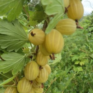 Early ripening gooseberry variety Dzintars Kursu