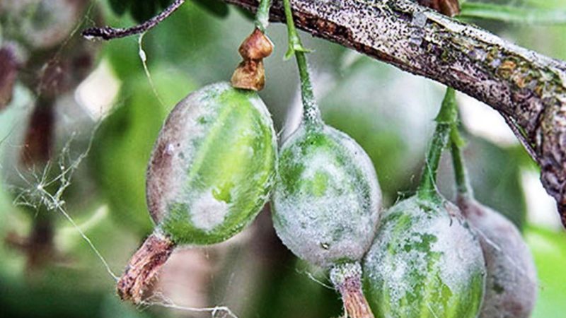 Wie können Stachelbeeren behandelt werden, um weiße Plaques auf den Beeren zu entfernen, und was ist die Ursache für ihr Auftreten?