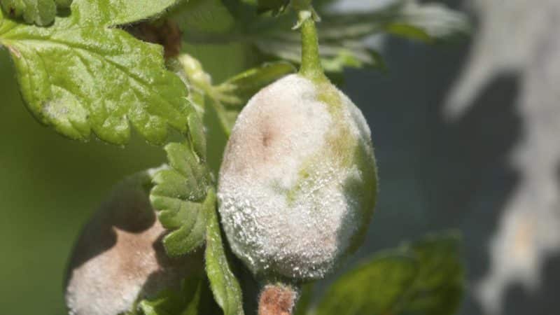 Wie können Stachelbeeren behandelt werden, um weiße Plaques auf den Beeren zu entfernen, und was ist die Ursache für ihr Auftreten?