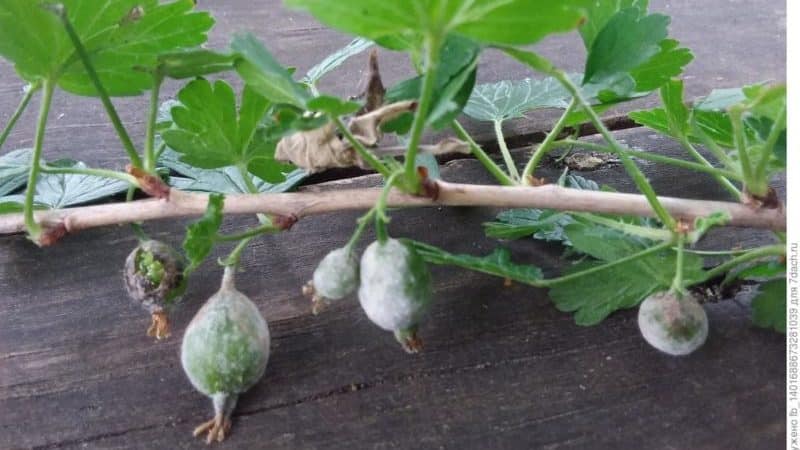 Wie können Stachelbeeren behandelt werden, um weiße Plaques auf den Beeren zu entfernen, und was ist die Ursache für ihr Auftreten?