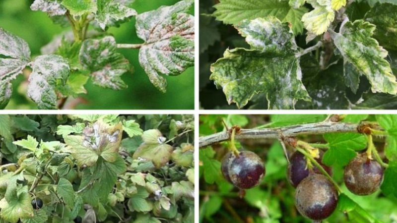 Wie können Stachelbeeren behandelt werden, um weiße Plaques auf den Beeren zu entfernen, und was ist die Ursache für ihr Auftreten?