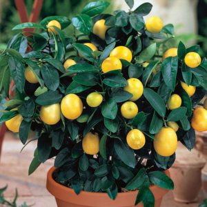 Orange variety of Meyer lemon: description, advantages and disadvantages, cultivation features