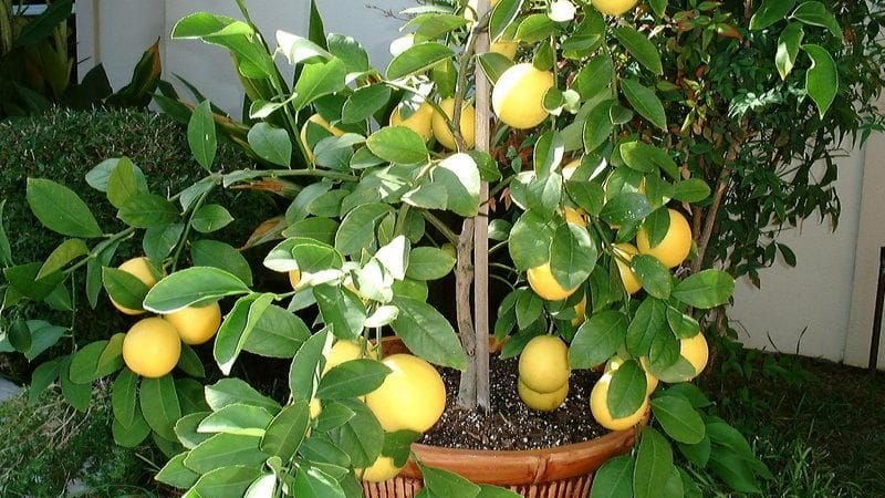 Varietà arancione del limone Meyer: descrizione, vantaggi e svantaggi, caratteristiche di coltivazione