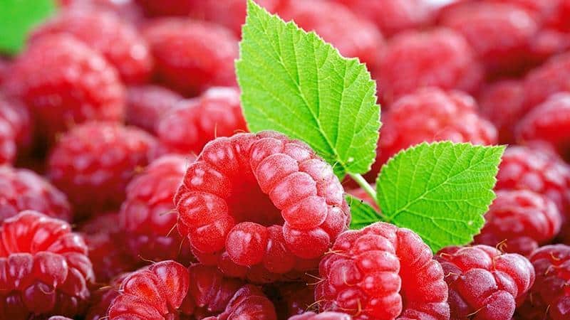 Jenis terbaik raspberi berbuah besar