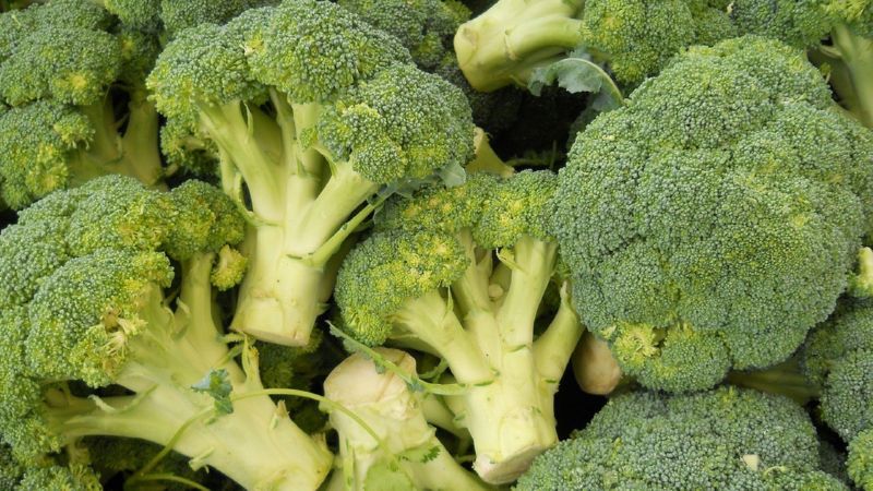 The best varieties of broccoli for the Moscow region, grown in open ground and greenhouses