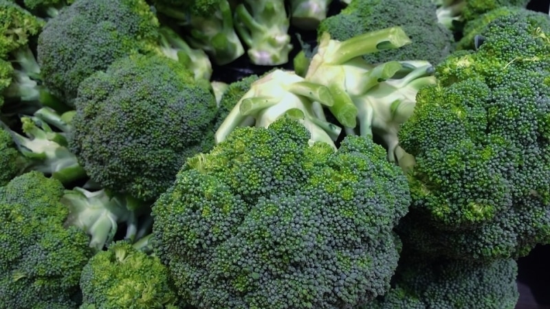 The best varieties of broccoli for the Moscow region, grown in open ground and greenhouses