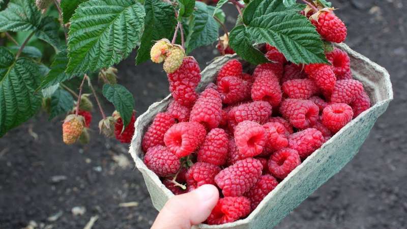 Las mejores variedades de frambuesa para los Urales y características de su cultivo.