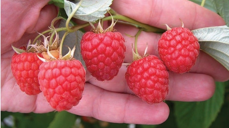 Avantages et caractéristiques des variétés précoces de framboises