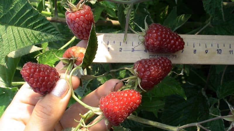 Las mejores variedades de frambuesa para los Urales y características de su cultivo.