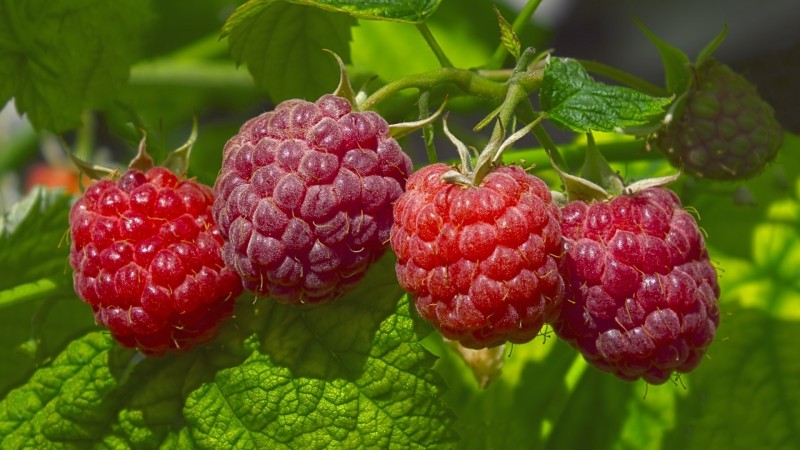 Charakteristika a popis nejlepších odrůd malin