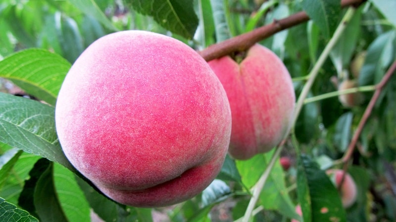 The best peach varieties for the Moscow region