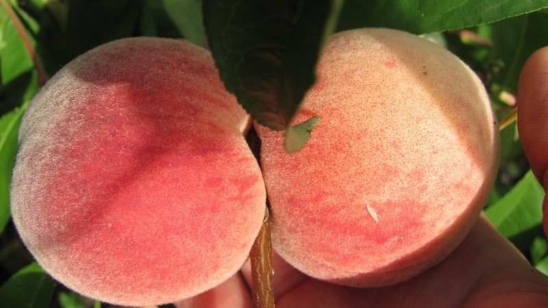 The best peach varieties for the Moscow region