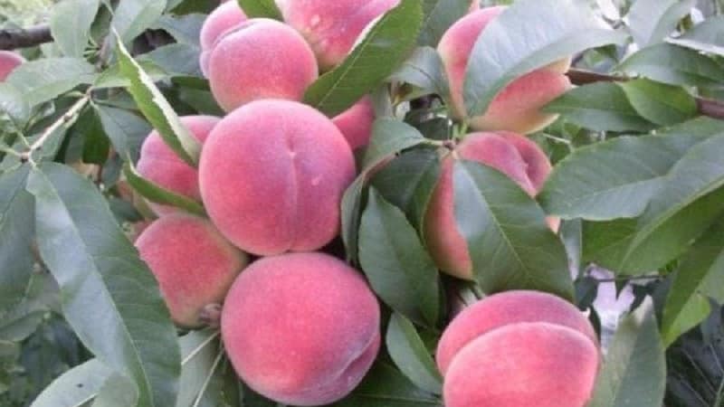 The best peach varieties for the Moscow region