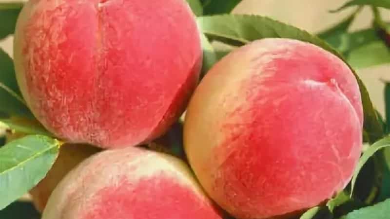 The best peach varieties for the Moscow region