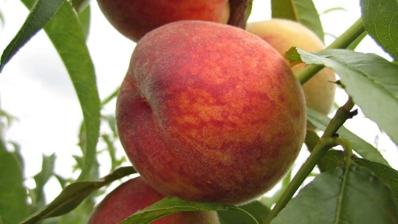 The best peach varieties for the Moscow region