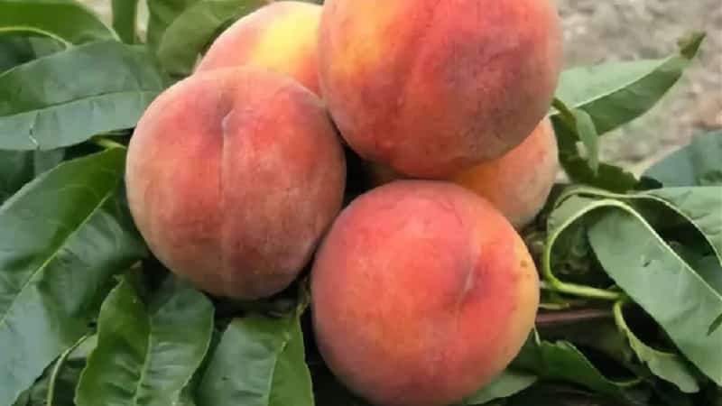 The best peach varieties for the Moscow region