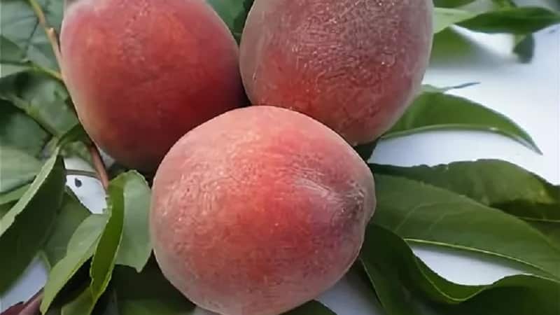 The best peach varieties for the Moscow region