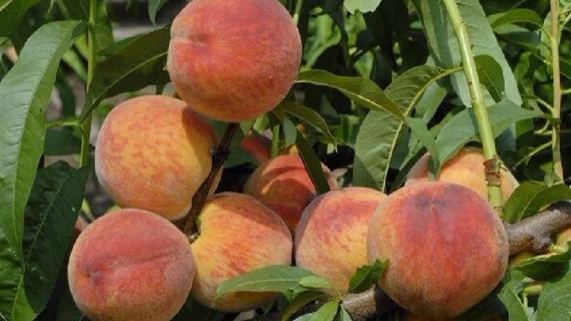 The best peach varieties for the Moscow region