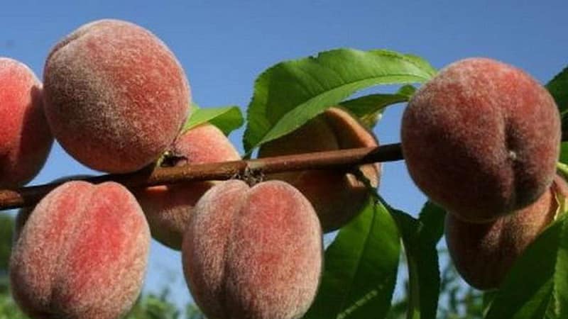 זני האפרסק הטובים ביותר לאזור מוסקבה