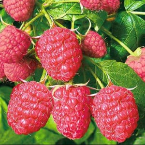 Ang pinakamahusay na mga varieties ng remontant raspberries