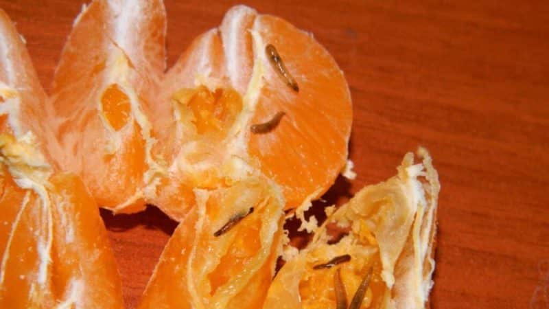 Reasons why tangerine leaves fall and methods of saving the plant