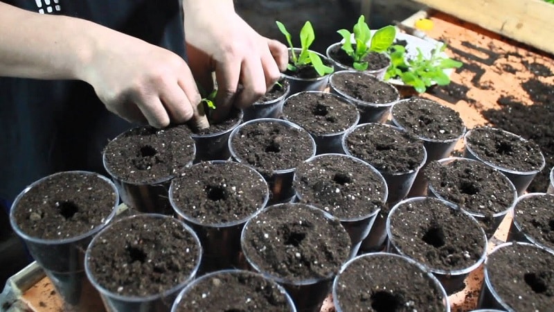 Est-il possible de cultiver du pétunia en pot comme plante d'intérieur ?