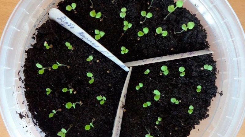 És possible cultivar petúnia en test com a planta d'interior?