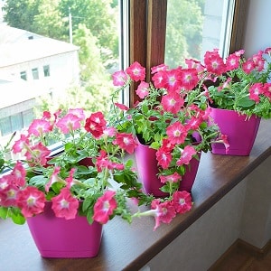 Is it possible to grow petunia in a pot as a houseplant?