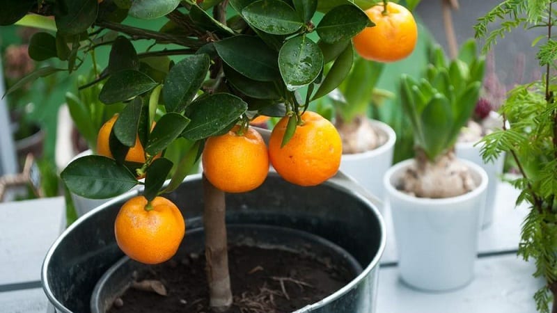 Posible bang lumaki ang isang orange mula sa isang buto at kung paano ito gawin sa bahay