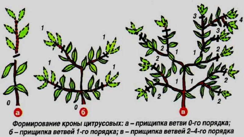 Is it possible to grow an orange from a seed and how to do it at home