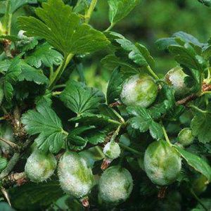 Powdery mildew on gooseberries: signs, causes, control measures, prevention