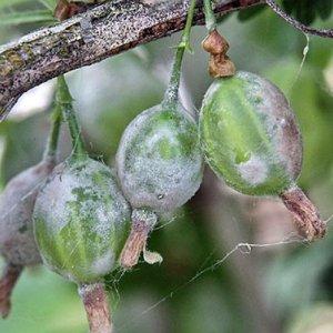 Oïdi en groselles: signes, causes, mesures de control, prevenció