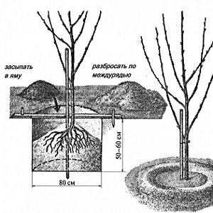 Đáng tin cậy và thích hợp để trồng ở những vùng có khí hậu khắc nghiệt, giống anh đào đen Leningradskaya