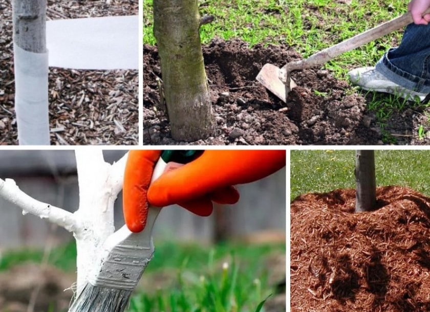 Confiável e adequada para cultivo em climas adversos, a variedade de cereja preta Leningradskaya