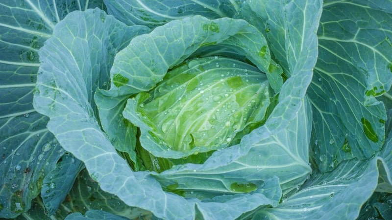 Unpretentious late-ripening cabbage hybrid Prestige f1