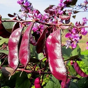 Ciri-ciri menanam dan menggunakan kacang hyacinth