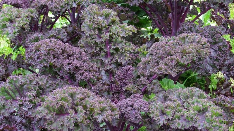 Características do cultivo de repolho híbrido de folhas Redbor f1