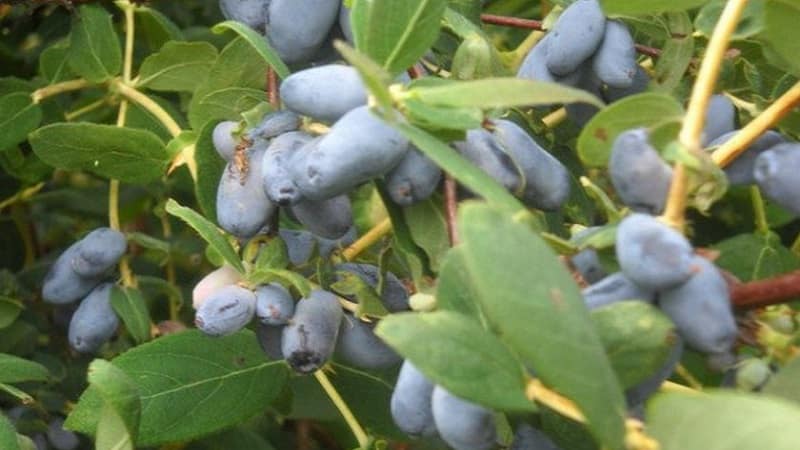 Características del cultivo de madreselva en Crimea.