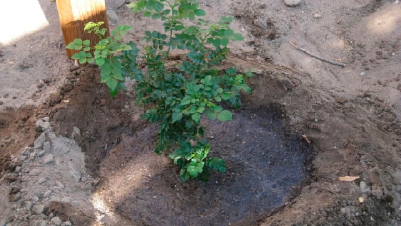 Honeysuckle variety Blue spindle: variety description, planting and care