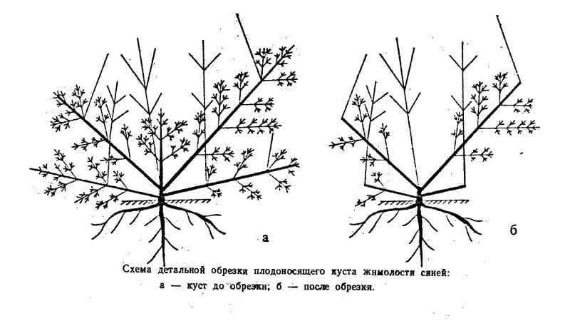 Сладко-кисел средно ранен орлови нокти сорт Герда