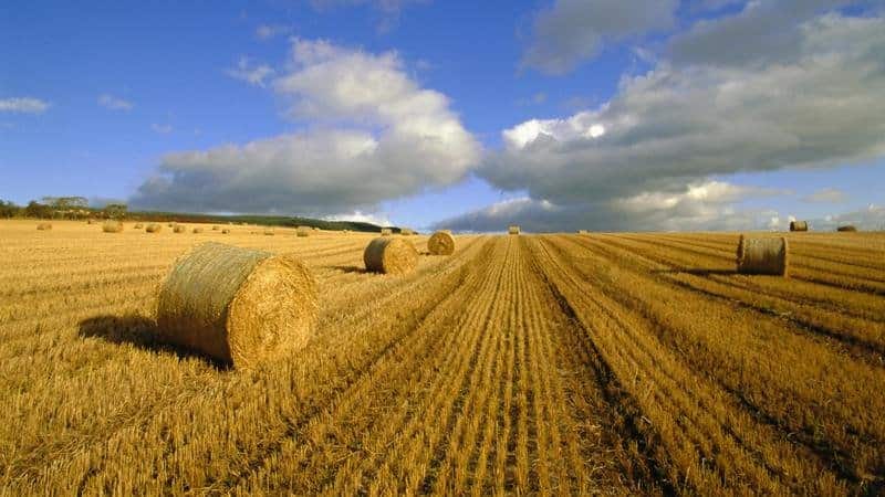 Pátria do trigo: de onde veio o trigo na Terra?