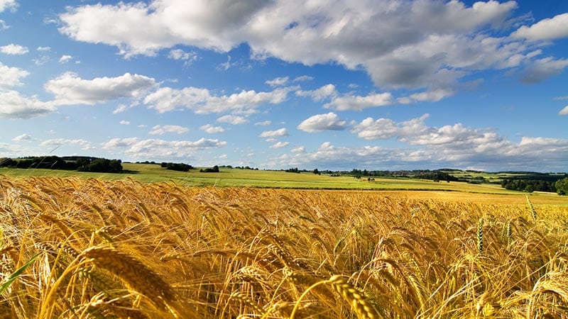 Patria del grano: da dove viene il grano sulla Terra?