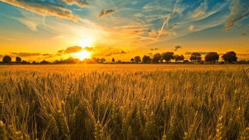 Patria del grano: da dove viene il grano sulla Terra?