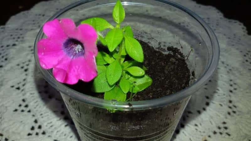 Una guía para cortar petunias en verano para jardineros novatos.