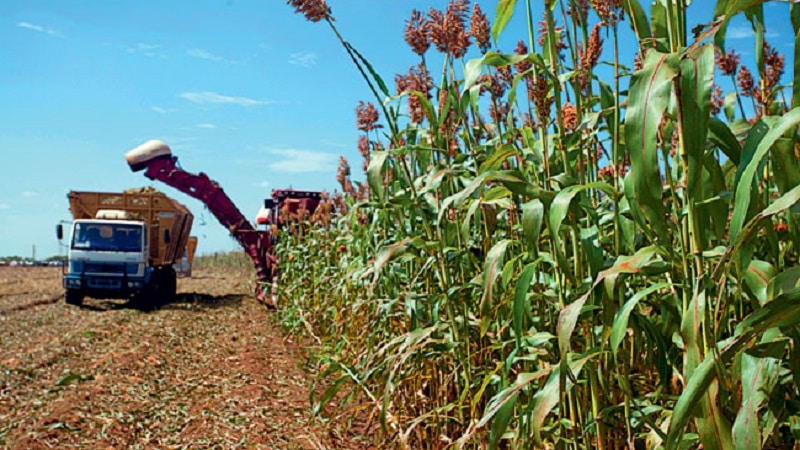 Cos'è il sorgo da granella, caratteristiche del suo utilizzo e coltivazione