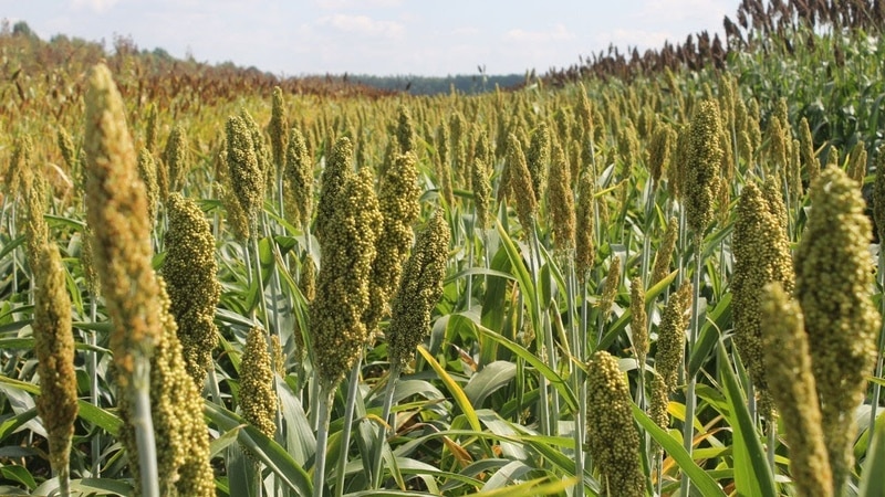 Tecnologia passo a passo para o cultivo de sorgo, desde o preparo da semente até a colheita