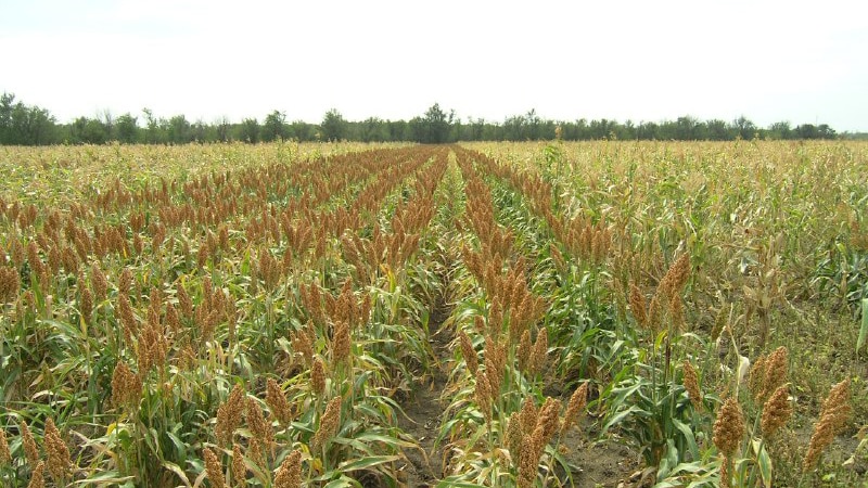 Tecnologia passo-passo per la coltivazione del sorgo dalla preparazione del seme alla raccolta