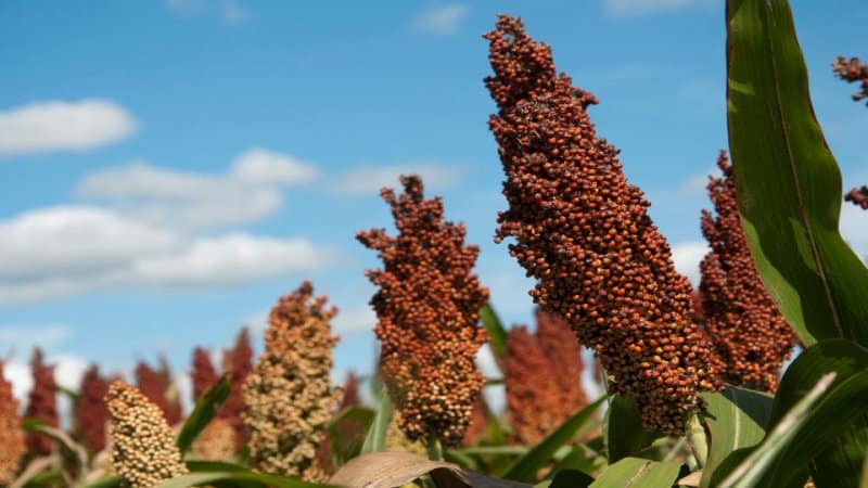 Tecnologia pas a pas per al cultiu de sorgo des de la preparació de llavors fins a la collita